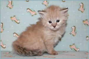 Female Siberian Kitten from Deedlebug Siberians